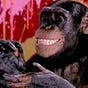 Macaco Chico's avatar