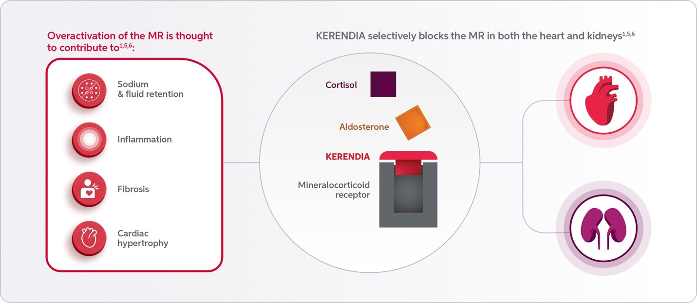 Illustration of KERENDIA (finerenone) selectively blocking MR overactivation in the heart and kidneys