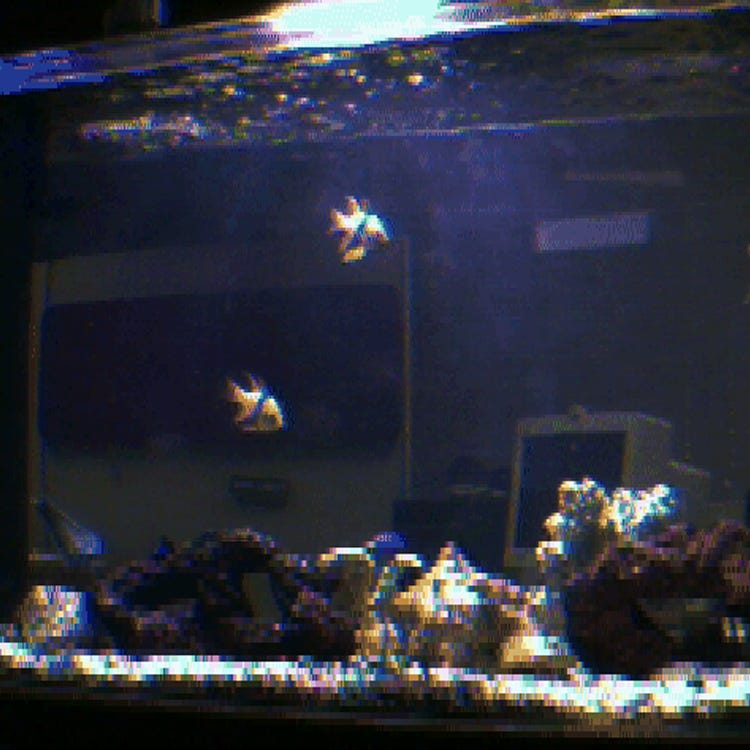The Amazing FishCam The Amazing FishCam
