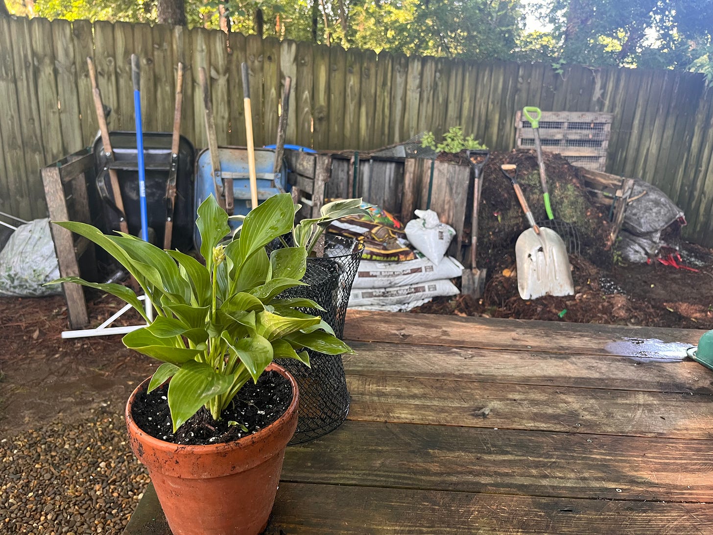Plant in front of compost pile Plant in front of compost pile