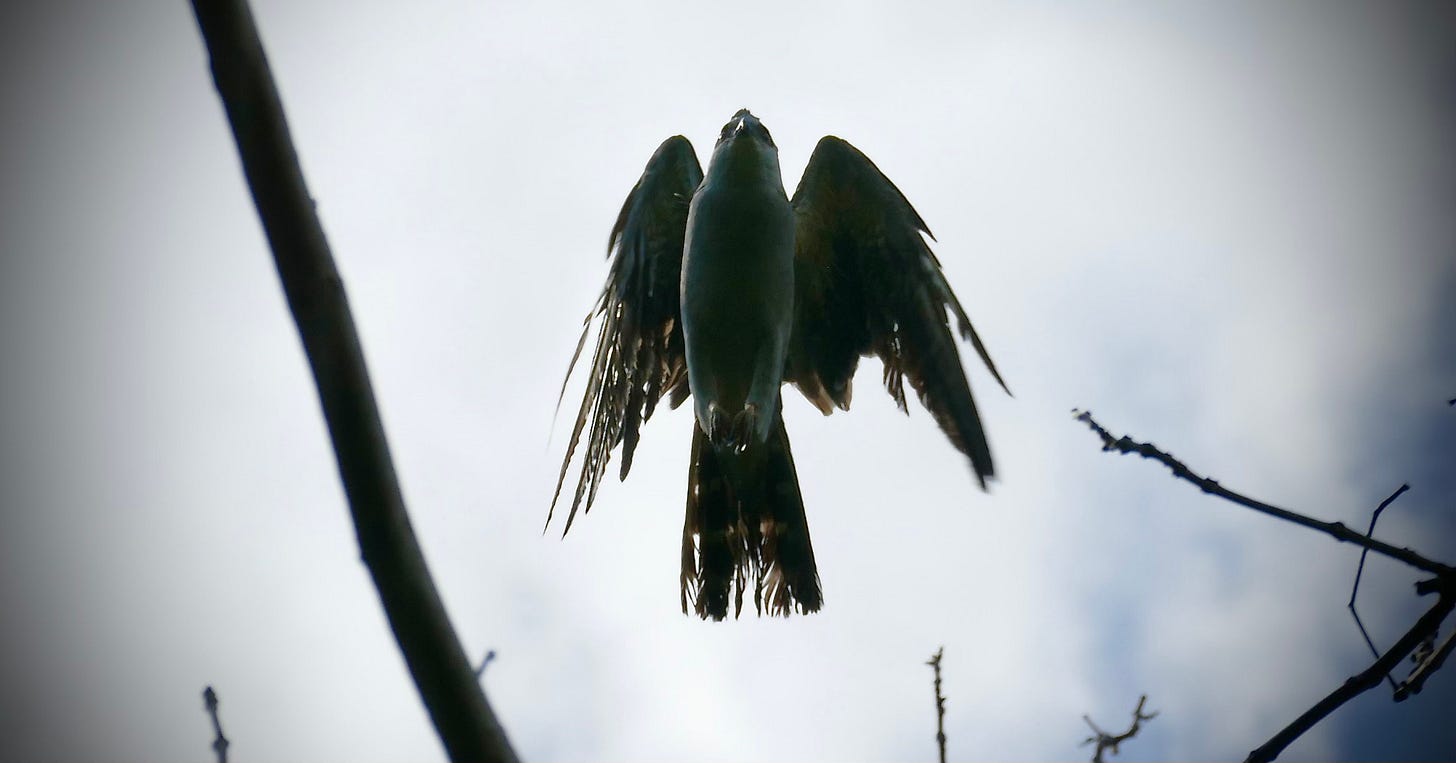 Shaggy-winged kite in flight