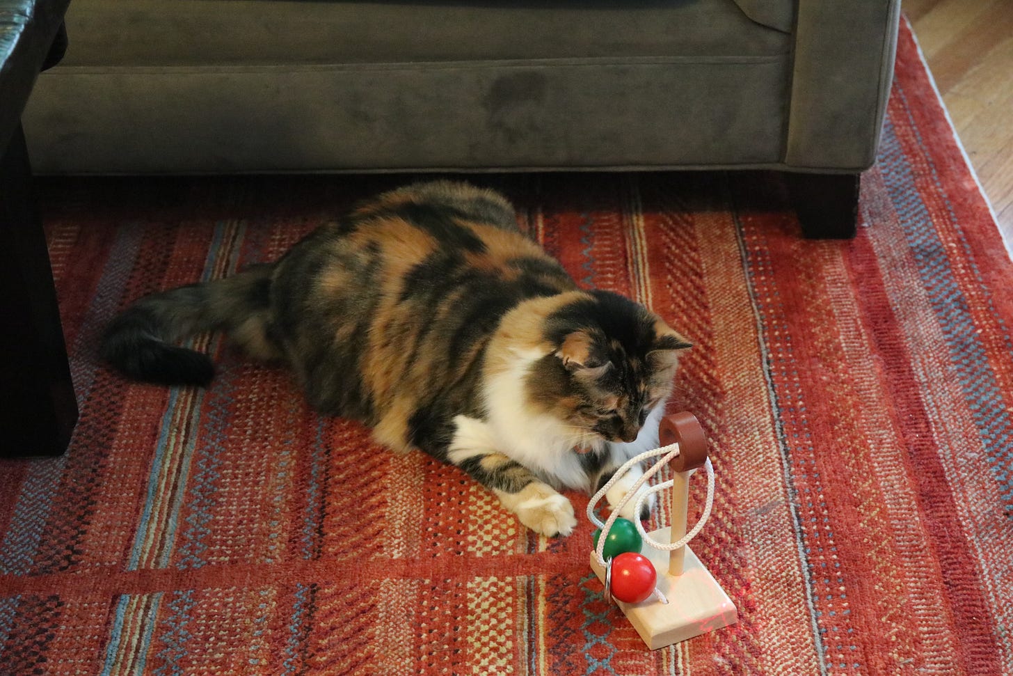 A cat pondering a rope puzzle.