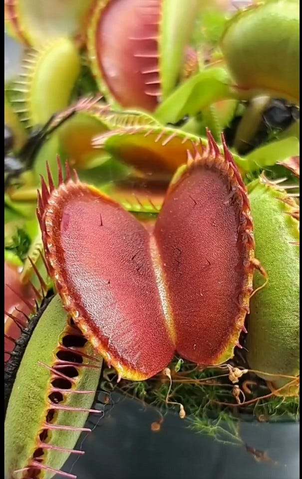 venusflytrapblackwidow.jpg