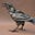 MetalCrow's avatar
