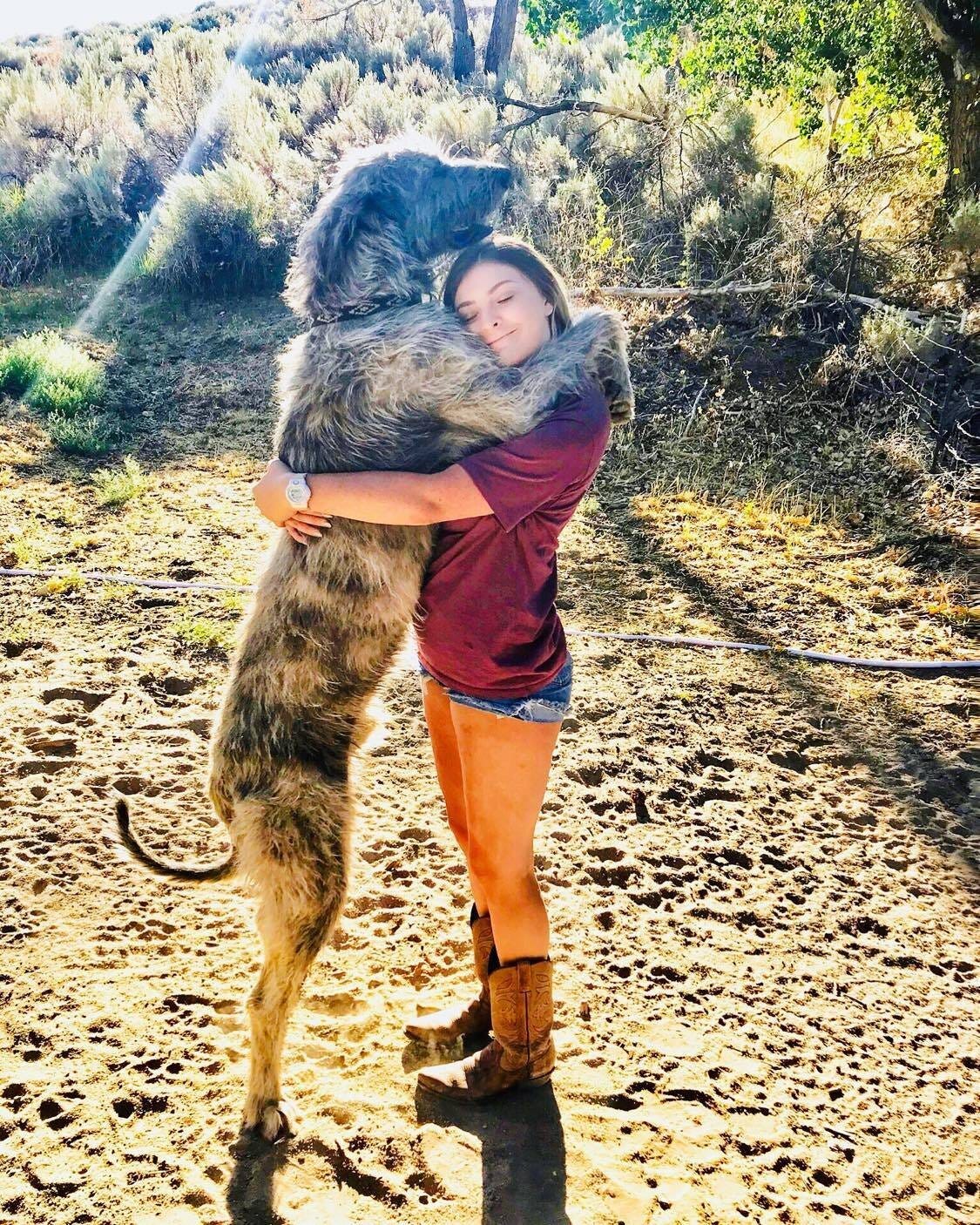 5 Best traits of the Irish Wolfhound Breed — WESTOVER WOLFHOUNDS