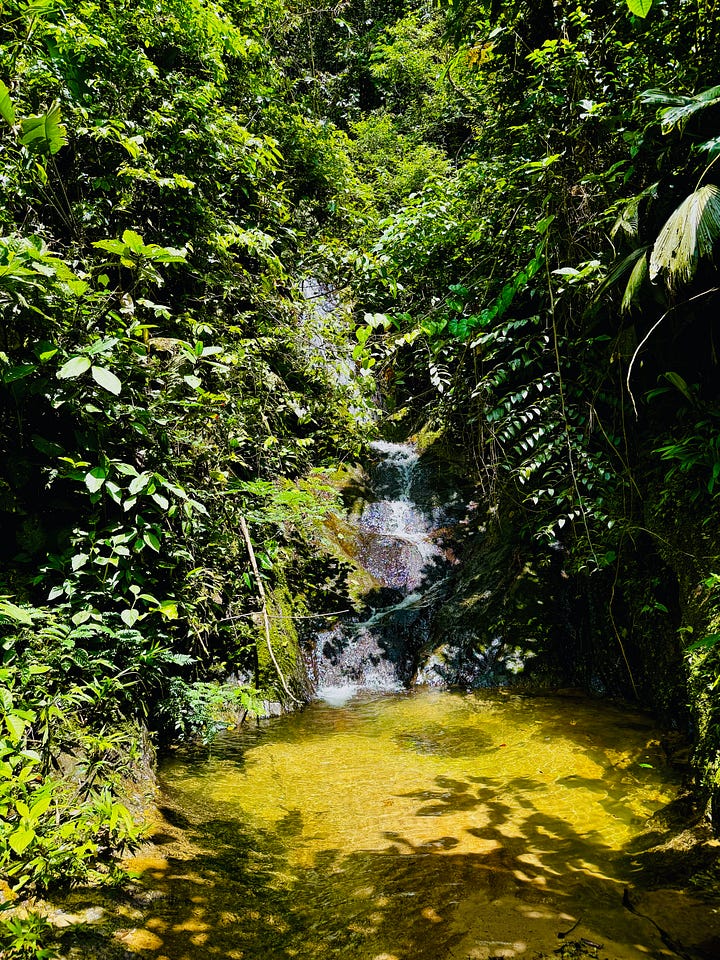 various nature scenes in photos from Amazon jungle in Peru. Earthen hut, Blue Morpho Butterfyle, Green Jungle Frog, crystal clear water at the bottom of a waterfall, giant tree with large roots exposed above ground.