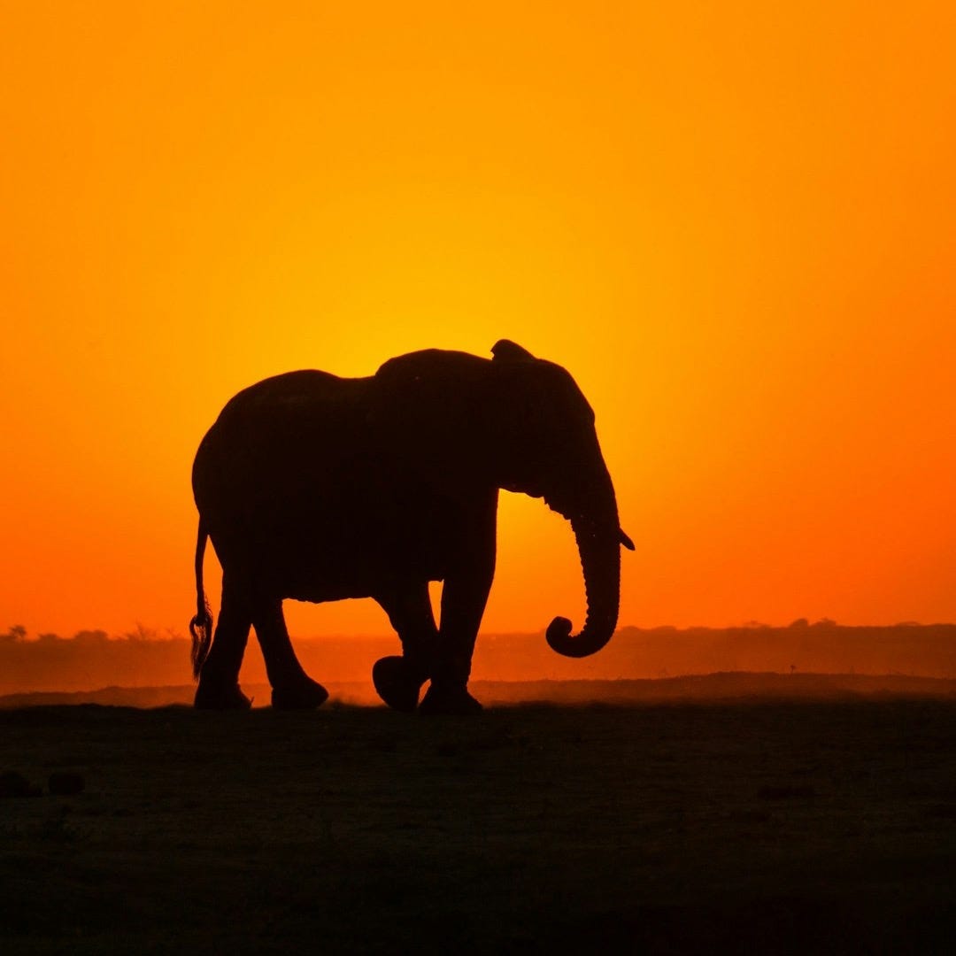 silhouette of elephant walking on brown field during sunset