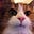 Caterisha Telescope's avatar