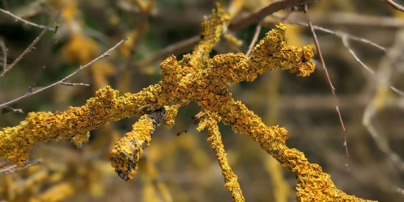 Look Out For Lichens