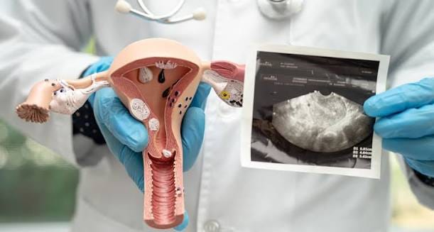 What are Ovarian Follicles?: What is their role in IVF| abc ivf