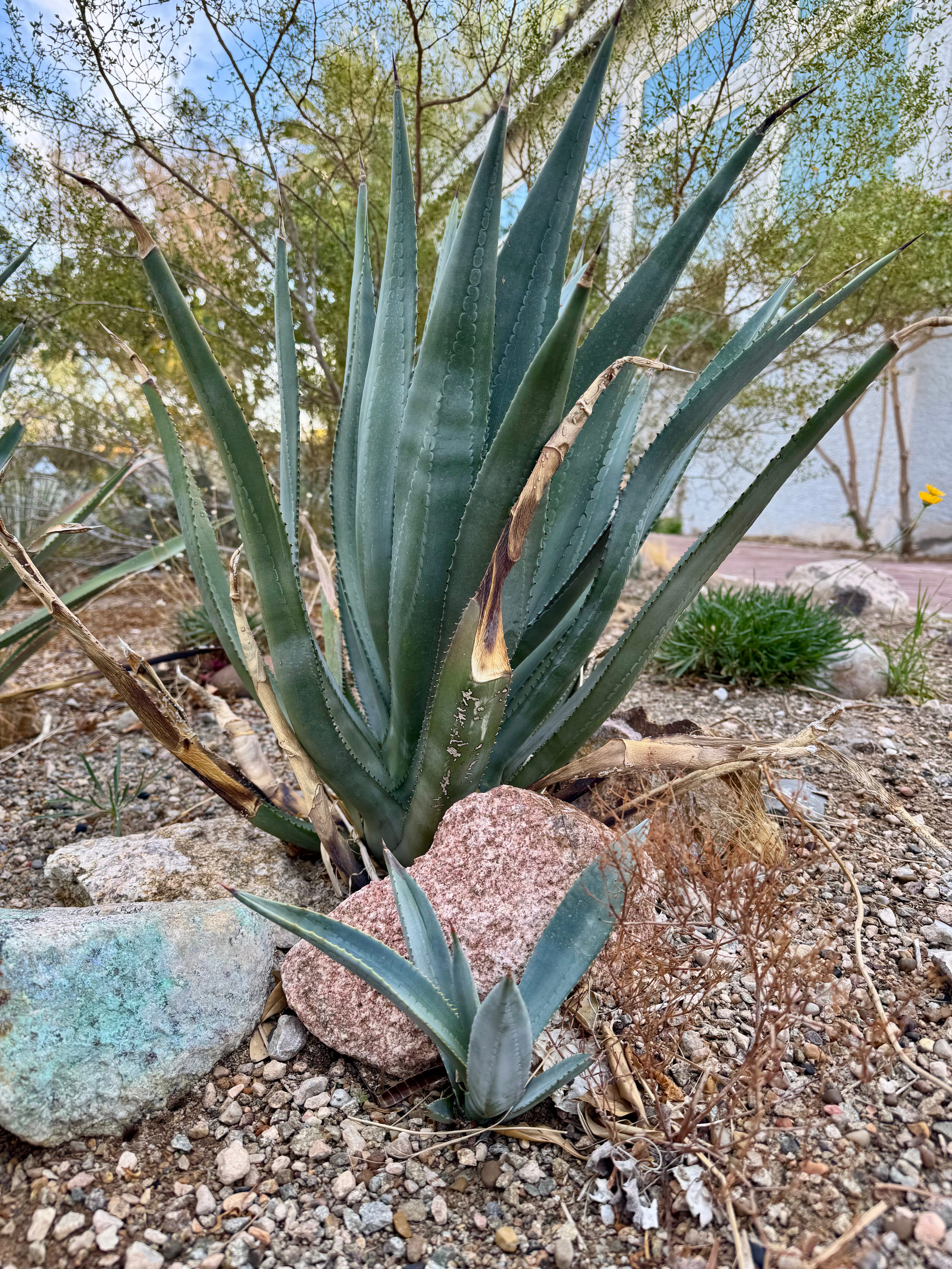 Designing Beautiful Gardens with Murphy Agaves