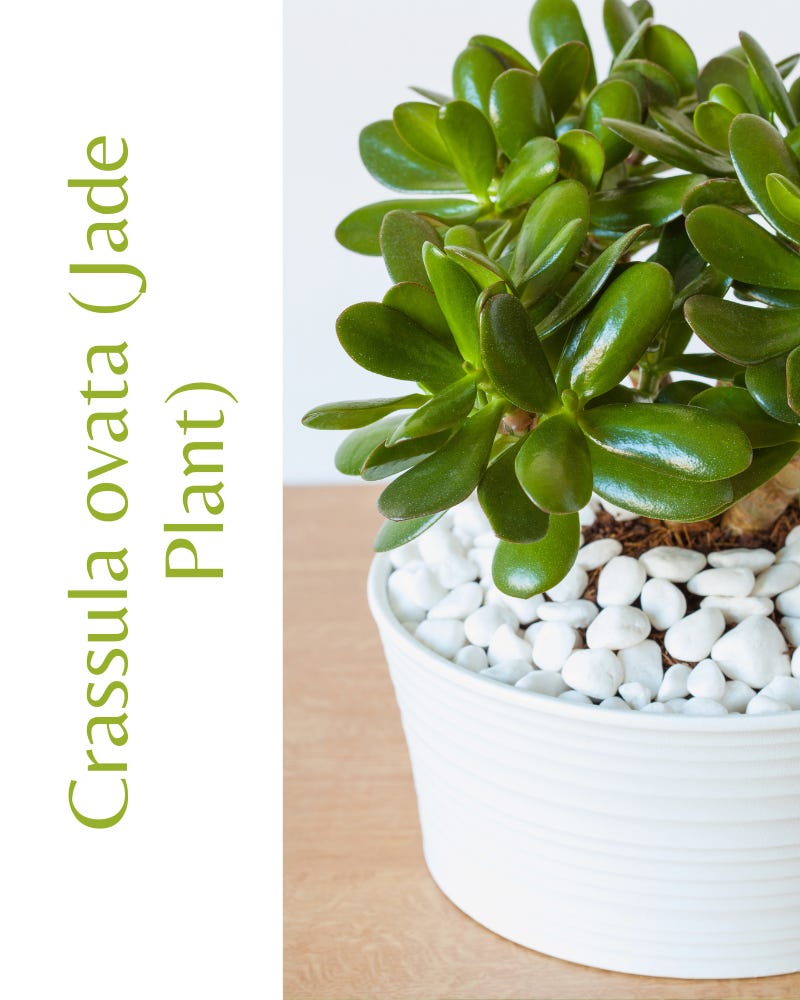 A small potted plant in a pottery container that can be propagated from the instructions in the post How to propagate raindrop peperomia A small potted plant in a pottery container that can be propagated from the instructions in the post How to propagate raindrop peperomia