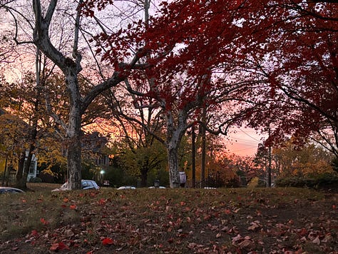 sunlight through trees, a picture of Gabrielle, a tall tree, a tree with yellow leaves and two sunsets