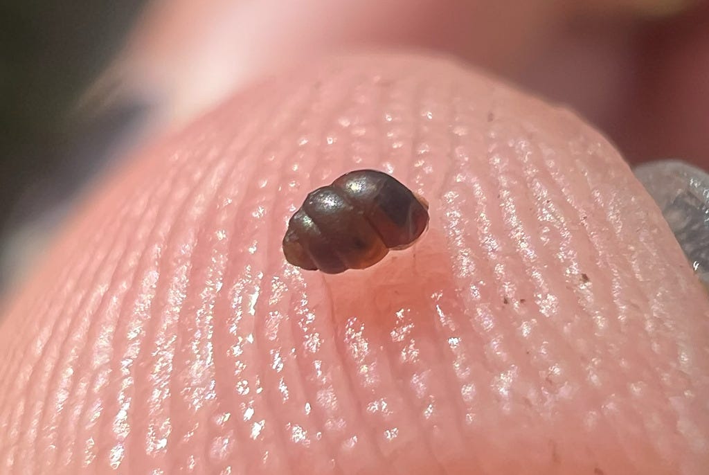 a tiny beehive-shaped, chestnut-colored snail on a fingertip, so small that it's barely the length of four ridges of a fingerprint.