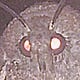 Moth Apologetics
