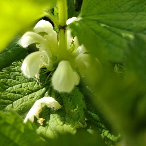 White petals of lesser stickwort flowers, flowering heads of plantain and the white hooded flowers of dead nettle.