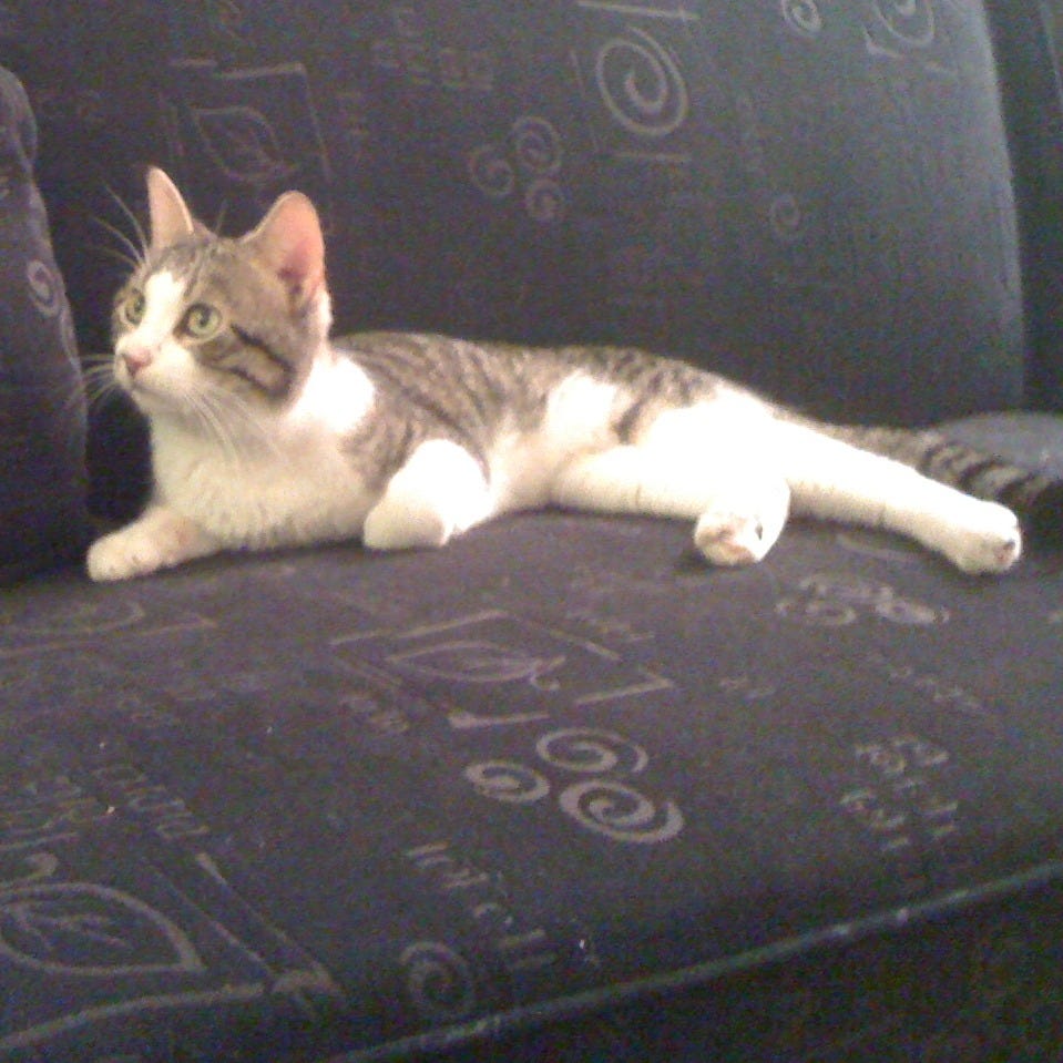 The Blockhead Chronicles