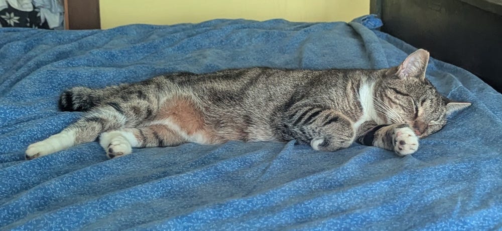 Artie sleeping stretched out on a blue comforter.