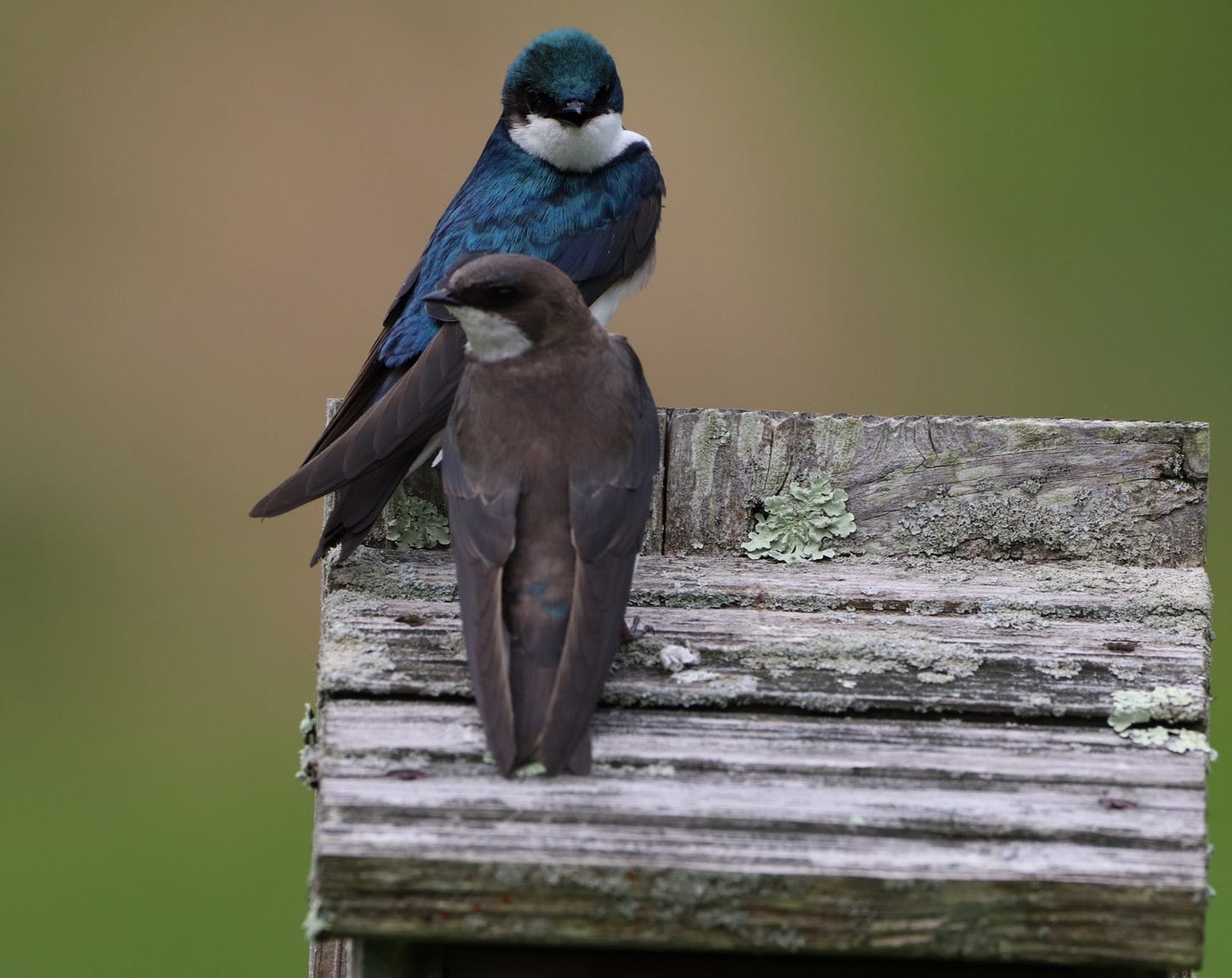 A pair of tree swallows on the roof of a nest box