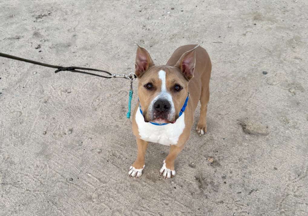 Elvis on leash looking at the camera outside