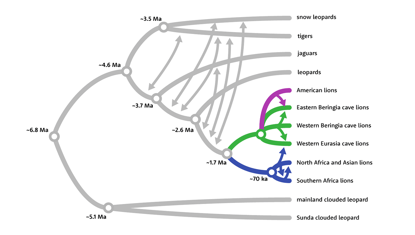 Phylogeny of the big cats including close relationships of lions and cave lions, and illustrations of genetic exchanges across lineages
