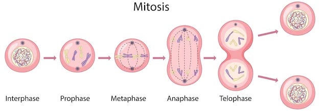 Graphic of cells going through the 4 basic phases of mitosis: prophase, metaphase, anaphase and telophase. Two pairs of homologous chromosomes are present, each in turn made up of daughter chromatids joined at the centromere. Graphic of cells going through the 4 basic phases of mitosis: prophase, metaphase, anaphase and telophase. Two pairs of homologous chromosomes are present, each in turn made up of daughter chromatids joined at the centromere.