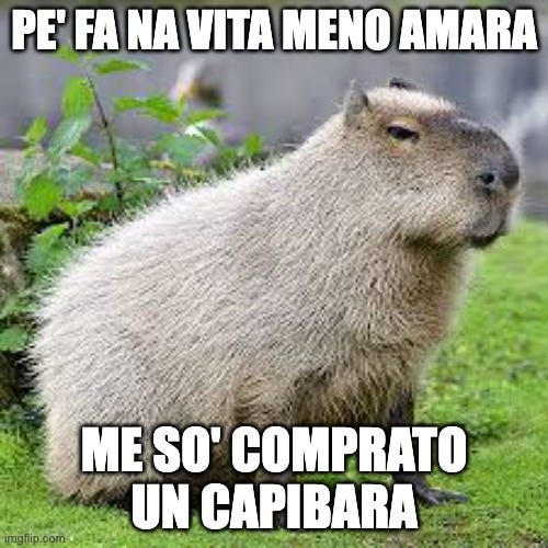 immagine di un capibara col testo 'pe' fa na vita meno amara me so' comprato un capibara