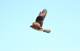 A bird in flight against a blue sky. A bird in flight against a blue sky.