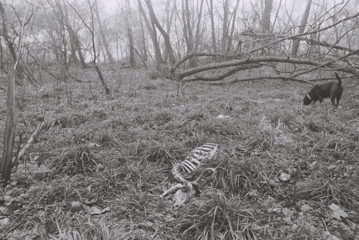 Black and white photo of dog in woods with deer skeleton in foreground