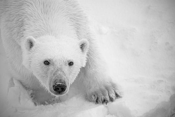 A polar bear encounter on Svalbard challenged me creatively. A polar bear encounter on Svalbard challenged me creatively.