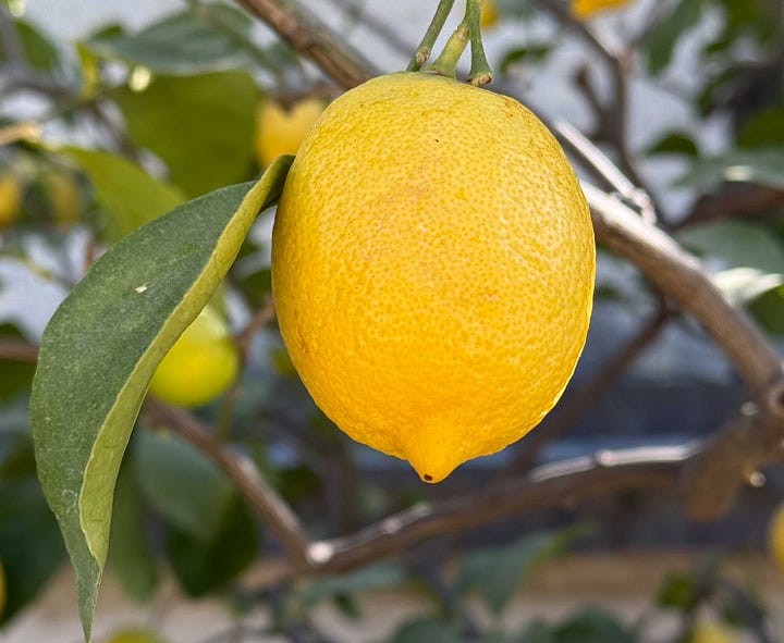 lemons watercolor