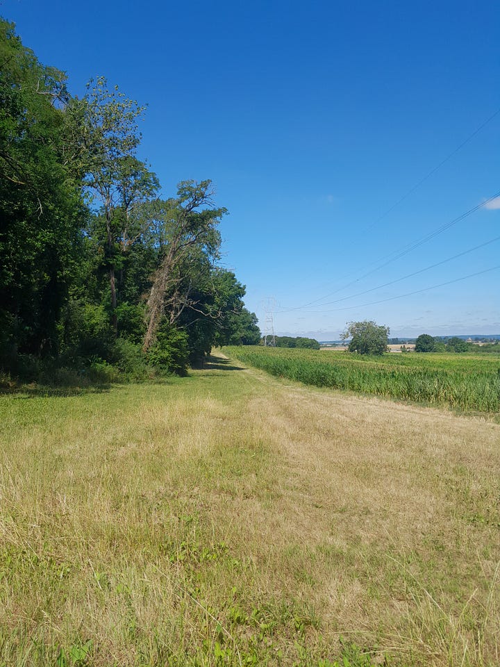 Photo de champs, chemin dans les champs, forêts et personnes qui marchent dans la forêt