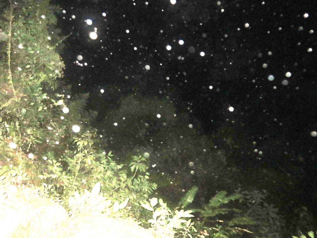 Dots and trees against the night sky.