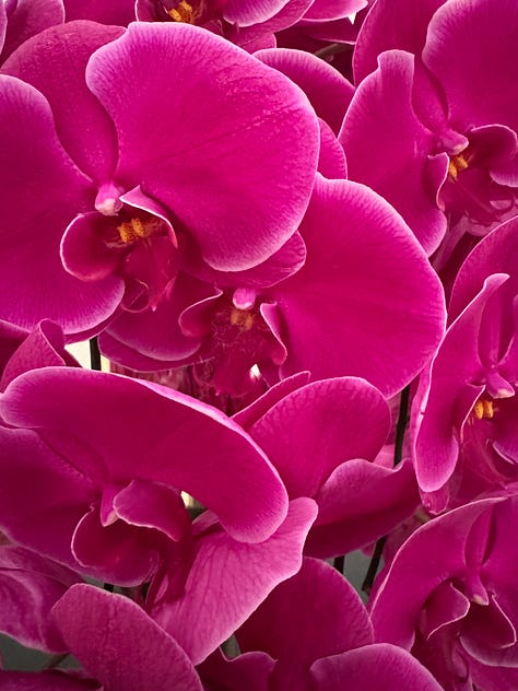 Red roses, a swoopy bench made of silver dollars, and orchids.