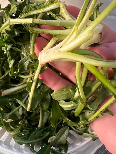 Stamnagathi Pickles