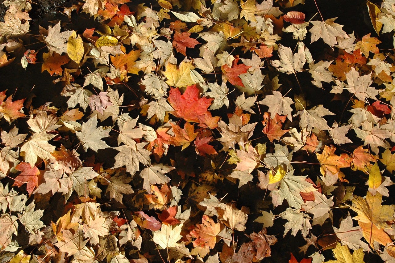 autumn leaves autumn leaves