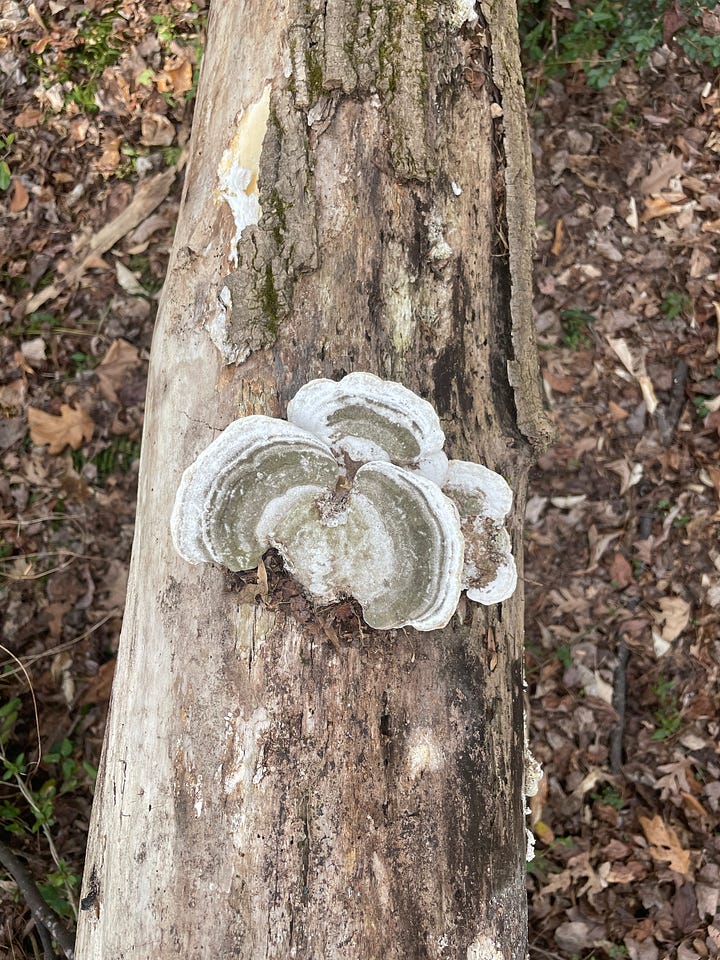 Four photographs: 1) ruffly pale green lichen growing on a dead log, 2) fine, bright green hair-like moss growing in several clumps on the ground, 3) pink flower buds and white 5-petaled flowers growing in a cluster, 4) scallop-shaped mushrooms with brown and white striations growing on a dead, fallen tree