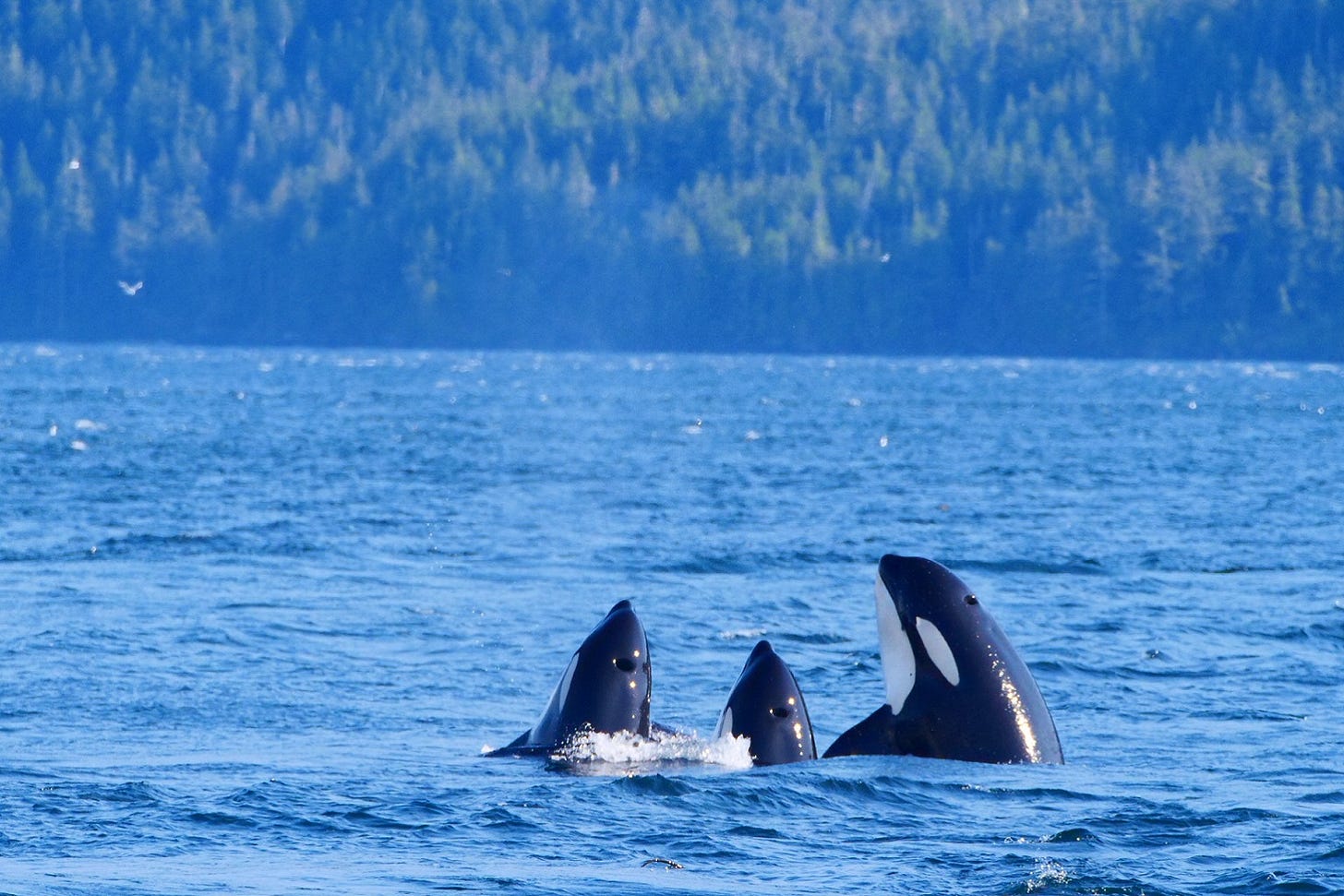 Scientists at the Raincoast Conservation Foundation in Canada are using ESP’s models to understand the communication and behavioral patterns of orcas (Orcinus orca).