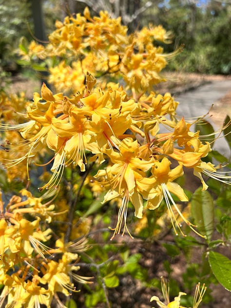 flowers from the birmingham botanical gardens