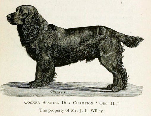 Champion American Cocker Spaniel Ch. Obo II 1890 Public Domain Champion American Cocker Spaniel Ch. Obo II 1890 Public Domain
