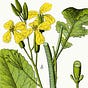 Wild Radish's avatar
