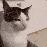 Gato Desconfiado GIF - Gato desconfiado - Descubrir y compartir GIFs