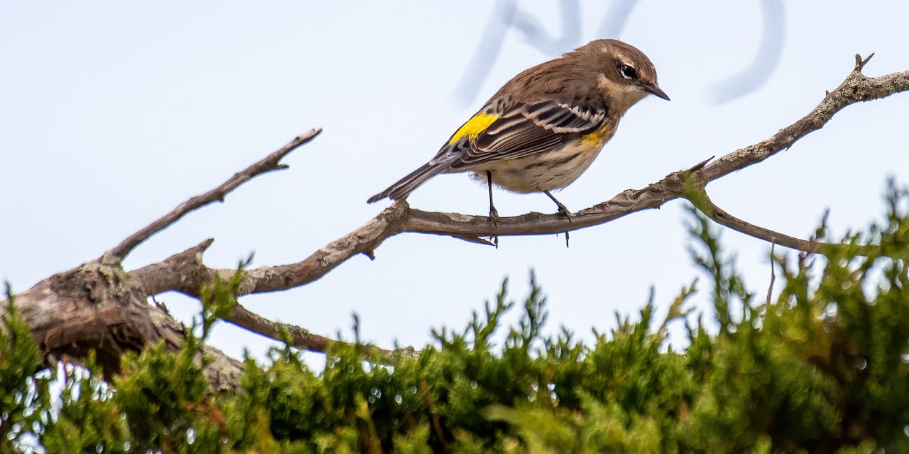 Yellow-rumped Warbler