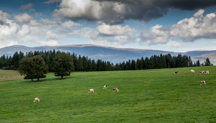 Fourme d’Ambert: The wonder of Fromage – unveiling one French cheese at a time