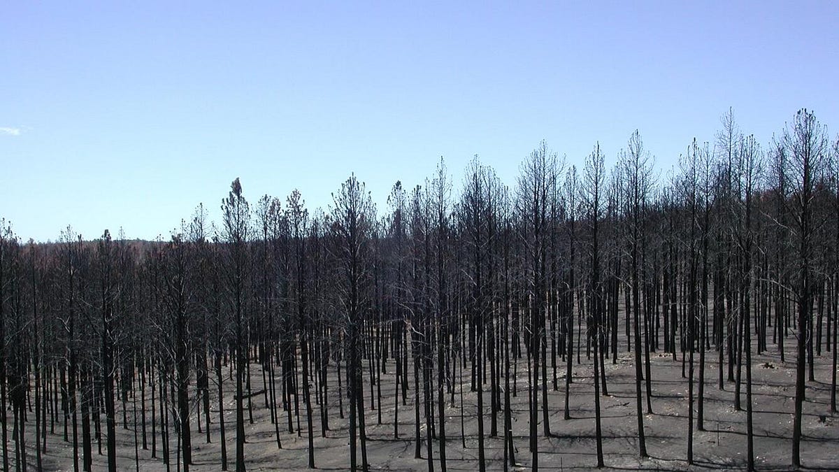 SCOUTING YESTERDAY | Decades of reforestation follow South Dakota's most devastating Black Hills fire