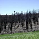 SCOUTING YESTERDAY | Decades of reforestation follow South Dakota's most devastating Black Hills fire