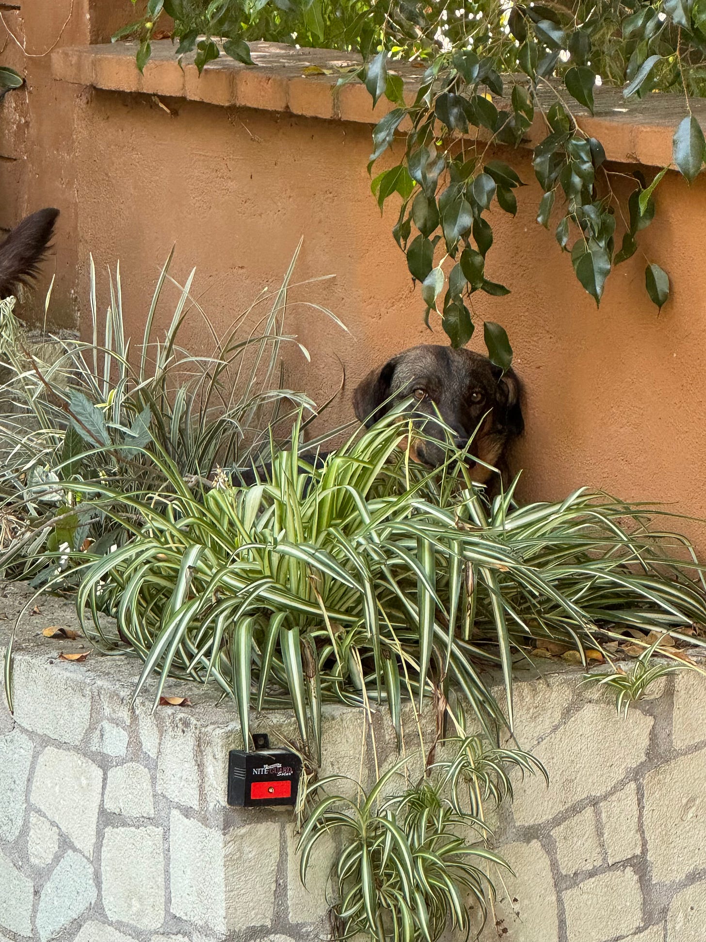 Our dog Tigre looking at me while sitting in a bush.