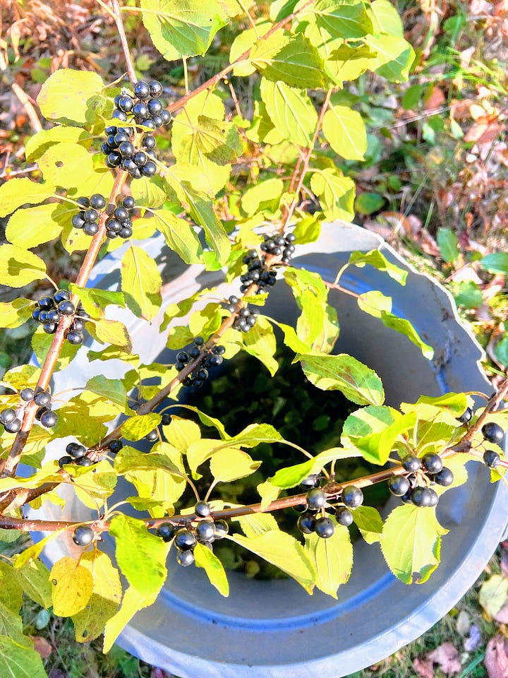 Plants and leaves of a fall garden, shrub with black berries, shrub with black berries against a blue sky, branches and black berries being put in a bin.