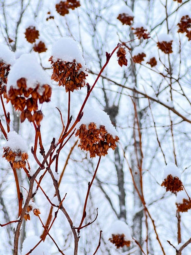 Red berries on a shrub in the forest, ninebark seed heads with snow on top.