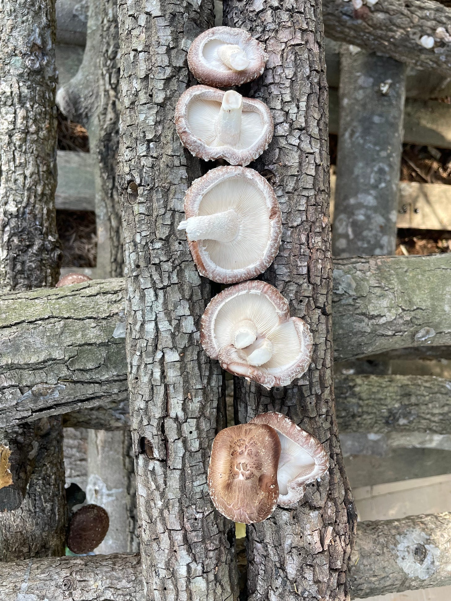 a row of shiitake mushrooms